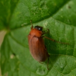 Roestbruine bladsprietkever (Serica brunnea) Roestbruine bladsprietkever (Serica brunnea)