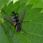 Thelaira nigripes Thelaira nigripes