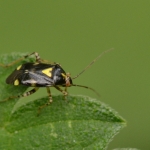 Brandnetelwants (Heterogaster urticae) Brandnetelwants (Heterogaster urticae)