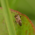Luzernesierblindwants (Adelphocoris lineolatus) Luzernesierblindwants (Adelphocoris lineolatus)