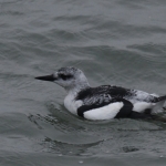 Zwarte zeekoet (Cepphus grylle) Zwarte zeekoet (Cepphus grylle)