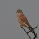 Torenvalkje (Falco tinnunculus) Torenvalkje (Falco tinnunculus)