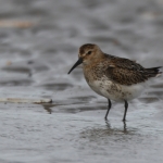 Bonte strandloper (Calidris alpina) Bonte strandloper (Calidris alpina)