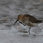 Bonte strandloper (Calidris alpina) Bonte strandloper (Calidris alpina)
