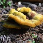 Dennenvoetzwam (Phaeolus schweinitzii) Dennenvoetzwam (Phaeolus schweinitzii)