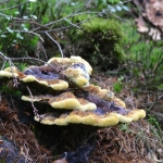 Dennenvoetzwam (Phaeolus schweinitzii) Dennenvoetzwam (Phaeolus schweinitzii)
