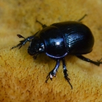 Gewone Mestkever (Geotrupes stercorarius) Gewone Mestkever (Geotrupes stercorarius)