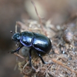 Gewone Mestkever (Geotrupes stercorarius) Gewone Mestkever (Geotrupes stercorarius)