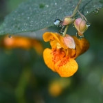 Oranje springzaad (Impatiens capensis) Oranje springzaad (Impatiens capensis)