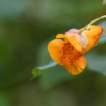 Oranje springzaad (Impatiens capensis) Oranje springzaad (Impatiens capensis)