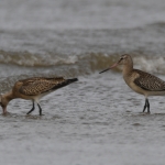 Rosse grutto ( Limosa lapponica) Rosse grutto ( Limosa lapponica)