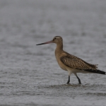 Rosse grutto ( Limosa lapponica) Rosse grutto ( Limosa lapponica)