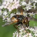 Woeste sluipvlieg (Tachina fera) Woeste sluipvlieg (Tachina fera)