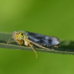 Groene rietcicade (Cicadella viridis) Groene rietcicade (Cicadella viridis)