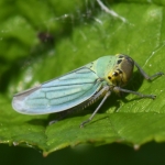 Groene rietcicade (Cicadella viridis) Groene rietcicade (Cicadella viridis)
