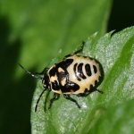 Nimf van de koolwants (Eurydema oleracea) Nimf van de koolwants (Eurydema oleracea)