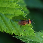 Knollenbladwesp - (Athalia rosae) Knollenbladwesp - (Athalia rosae)