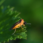 Knollenbladwesp (Athalia rosae) Knollenbladwesp (Athalia rosae)