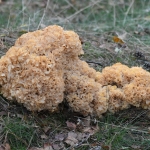Grote sponszwam (Sparassis crispa) Grote sponszwam (Sparassis crispa)
