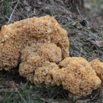 Grote sponszwam (Sparassis crispa) Grote sponszwam (Sparassis crispa)