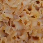 Grote sponszwam (Sparassis crispa) Grote sponszwam (Sparassis crispa)