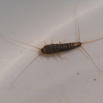 Papiervisje (Ctenolepisma longicaudata) Papiervisje (Ctenolepisma longicaudata)
