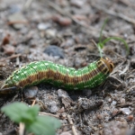 Dennenpijlstaart (Sphinx pinastri) Dennenpijlstaart (Sphinx pinastri)