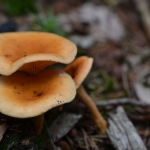 Valse hanenkam (Hygrophoropsis aurantiaca) Valse hanenkam (Hygrophoropsis aurantiaca)