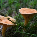 Valse hanenkam (Hygrophoropsis aurantiaca) Valse hanenkam (Hygrophoropsis aurantiaca)
