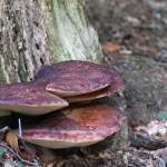 Biefstukzwam (Fistulina hepatica) Biefstukzwam (Fistulina hepatica)
