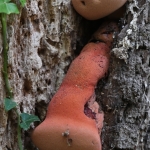 Biefstukzwam (Fistulina hepatica) Biefstukzwam (Fistulina hepatica)