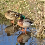 Wilde eend Wilde eend