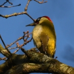 Groene specht ( Picus viridis). Groene specht ( Picus viridis).