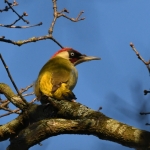 Groene specht ( Picus viridis). Groene specht ( Picus viridis).