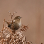 Winterkoninkje (Troglodytes troglodytes). Winterkoninkje (Troglodytes troglodytes).