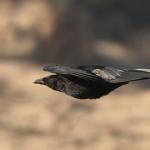 Zwarte kraai (Corvus corone). Zwarte kraai (Corvus corone).