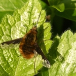 Gewone wolzwever (Bombylius major). Gewone wolzwever (Bombylius major).