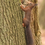 Eekhoorn (Sciurus vulgaris). Eekhoorn (Sciurus vulgaris).