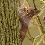 Eekhoorn (Sciurus vulgaris). Eekhoorn (Sciurus vulgaris).