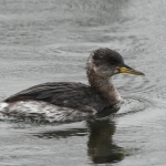 Roodhalsfuut ( Podiceps grisegena). Roodhalsfuut ( Podiceps grisegena).