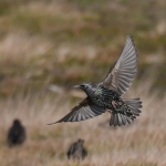 Spreeuw (Sturnus vulgaris). Spreeuw (Sturnus vulgaris).