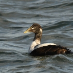 Eider (Somateria mollissima). Eider (Somateria mollissima).