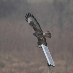 Buizerd (Buteo buteo). Buizerd (Buteo buteo).