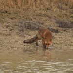 Vos (Vulpes vulpes). Vos (Vulpes vulpes).