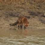 Vos (Vulpes vulpes). Vos (Vulpes vulpes).