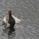 Krooneend (Netta rufina). Krooneend (Netta rufina).