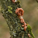 Judasoor (Auricularia auricula-judae). Judasoor (Auricularia auricula-judae).