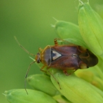 Rode halsbandwants - (Deraeocoris ruber). Rode halsbandwants - (Deraeocoris ruber).
