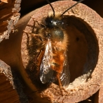 Rosse metselbij (Osmia bicornis). Rosse metselbij (Osmia bicornis).