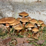 Sombere honingzwam (Armillaria ostoyae). Sombere honingzwam (Armillaria ostoyae).